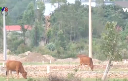 Nỗi lo mất bò ở các vùng quê Quảng Bình