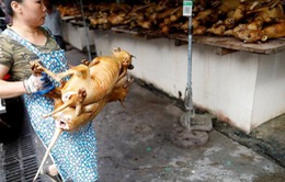 Trung Quốc: Thịt lợn đắt, người dân chuyển sang ăn thịt chó