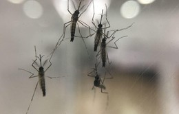 Thả muỗi mang khuẩn đặc biệt để ngăn sốt xuất huyết