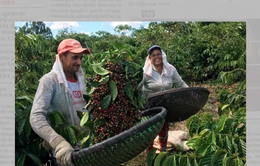 Vị thế của cà phê Việt Nam trên thị trường cà phê thế giới