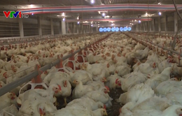 Bộ Công Thương khuyến cáo không tăng đàn trong chăn nuôi gà