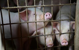 Năm 2021, Việt Nam sẽ có vaccine tả lợn châu Phi