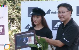 Chung tay bảo tồn loài gấu Việt Nam