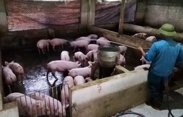 Dịch tả lợn châu Phi diễn biến phức tạp tại Hà Tĩnh và Nghệ An