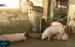 Tập trung đầu tư cho các doanh nghiệp tăng đàn lợn để cân đối cung cầu