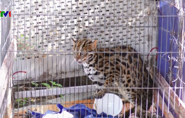 Bàn giao cá thể mèo rừng cho Trung tâm động vật hoang dã