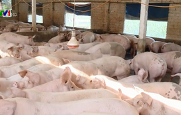 Vì sao giá lợn hơi tăng cao kỷ lục?