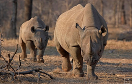Nỗ lực cứu loài tê giác đen của các nước châu Phi
