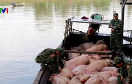 Bắt vụ vận chuyển trái phép hơn 3,7 tấn lợn từ Campuchia về Việt Nam