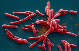 Bé 11 tháng tuổi nhiễm vi khuẩn "ăn thịt người"