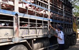 Tập trung ngăn chặn tình trạng vận chuyển lợn qua biên giới