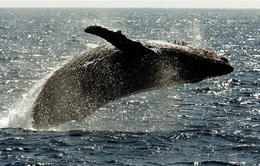 Cá voi giúp xử lý CO2 tốt hơn cả cây xanh
