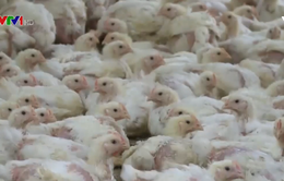 Ngành chăn nuôi gà của Ba Lan phát triển mạnh