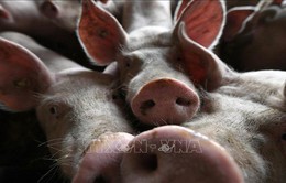 1/4 số lợn trên toàn cầu có thể chết do tả lợn châu Phi