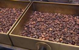 Giá cà phê xuất khẩu thấp nhất 10 năm qua