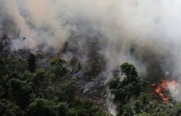 Số vụ cháy tại rừng Amazon giảm kỷ lục trong tháng 10