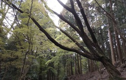 Kinh nghiệm trồng rừng và khai thác hiệu quả kinh tế từ rừng của Nara, Nhật Bản