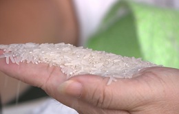 Ngành lúa gạo Thái Lan gặp nhiều khó khăn