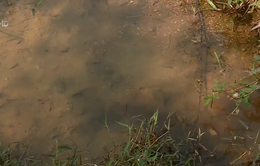 Xả thải trái phép, công ty nước sạch sông Đà gây ô nhiễm suối Đồng Bãi