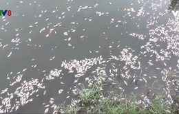 Quảng Trị xuất hiện cá chết hàng loạt tại hồ trung tâm thành phố