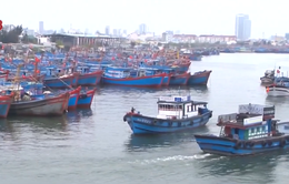 Đà Nẵng hơn 1650 tàu cá đã vào bờ neo đậu an toàn