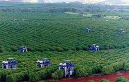 Xuất khẩu cà phê Brazil ghi nhận mức kỷ lục mới