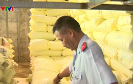 Phạt 80 triệu đồng doanh nghiệp sản xuất lúa giống trái phép ở An Giang