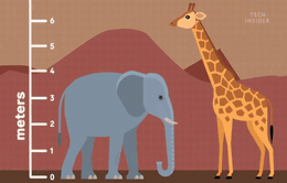 Khi các loài động vật đọ chiều cao: Con người liệu có lọt top 10?