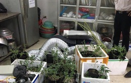 Hà Nội: Nam thanh niên trồng cần sa trong nhà trọ