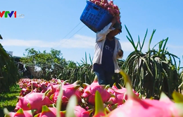 Gần 70% rau quả Việt Nam xuất khẩu sang Trung Quốc