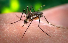 Australia phát triển công cụ dự đoán sự lây lan của sốt xuất huyết