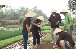 Trải nghiệm làm nông dân thực thụ tại làng rau Trà Quế, Quảng Nam
