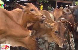 Tấp nập phiên chợ trâu bò vùng cao Nghiên Loan (Bắc Kạn)