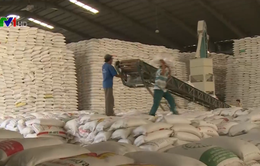 Thị trường gạo thế giới sôi động