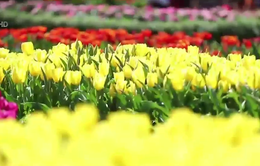 Lễ hội hoa tulip lớn nhất Việt Nam
