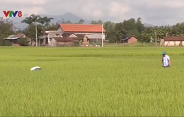 Bình Định: Nhiều diện tích lúa vụ Đông Xuân bị rầy và bệnh đạo ôn