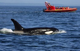 Iceland tiếp tục cho phép ngư dân đánh bắt cá voi