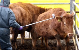 Hàn Quốc hủy lệnh cấm vận chuyển gia súc