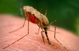 Phát hiện "vũ khí" mới trong cuộc chiến chống sốt rét