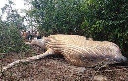 Phát hiện xác cá voi trong rừng Amazon