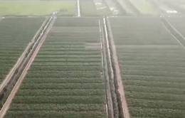 Nông nghiệp xanh Việt Nam: Đường xa, mơ lớn
