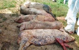 Khó khăn kiểm soát dịch tả lợn châu Phi ở Thái Bình