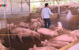 Lâm Đồng chủ động phòng chống dịch tả lợn ở hộ chăn nuôi nhỏ lẻ