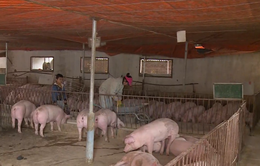 Chưa phát hiện dịch tả lợn châu Phi tại trang trại quy mô lớn