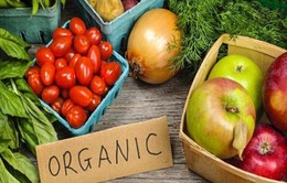 Xu hướng Organic - Sống xanh, sống khỏe