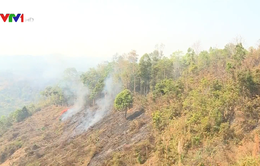 45.000 ha rừng tại Cà Mau có nguy cơ cháy cao