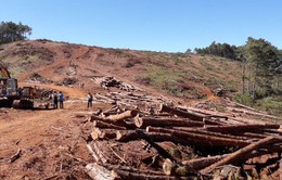 Đắk Nông: Truy tố Chủ tịch xã nhận 350 triệu đồng để "lâm tặc" hạ rừng