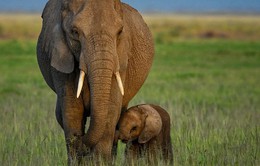 Loài voi tiến hóa không mọc ngà vì bị con người săn bắt