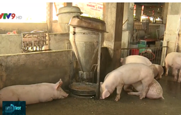 Phòng chống dịch tả lợn từ các hộ chăn nuôi nhỏ lẻ