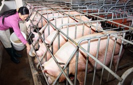 TP.HCM nỗ lực ngăn chặn dịch tả lợn châu Phi